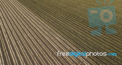 Cotton Field In The Countryside Stock Photo