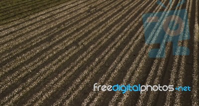 Cotton Field In The Countryside Stock Photo