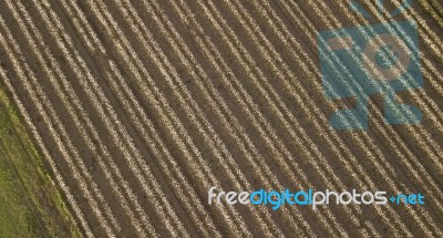 Cotton Field In The Countryside Stock Photo