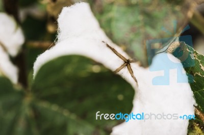 Cotton Field In The Countryside Stock Photo