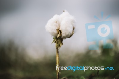 Cotton Field In The Countryside Stock Photo