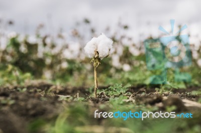 Cotton Field In The Countryside Stock Photo