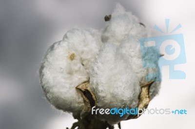 Cotton Field In The Countryside Stock Photo