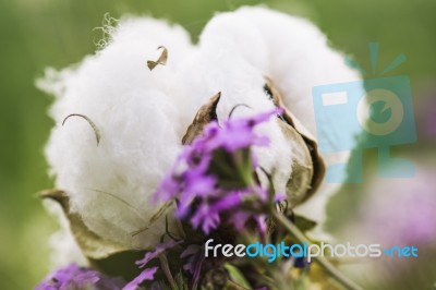 Cotton Field In The Countryside Stock Photo