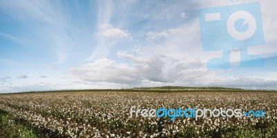 Cotton Field In The Countryside Stock Photo