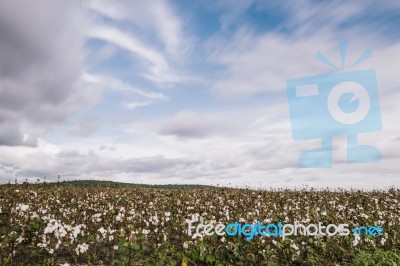 Cotton Field In The Countryside Stock Photo