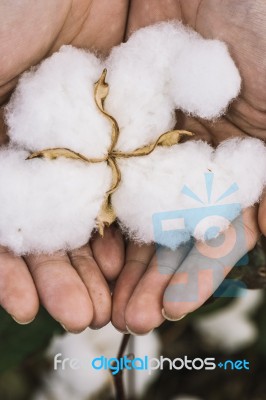 Cotton Field In The Countryside Stock Photo