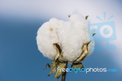 Cotton Field In The Countryside Stock Photo