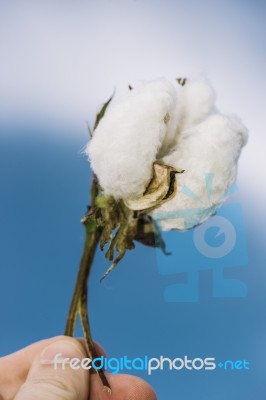 Cotton Field In The Countryside Stock Photo