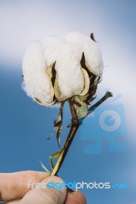 Cotton Field In The Countryside Stock Photo