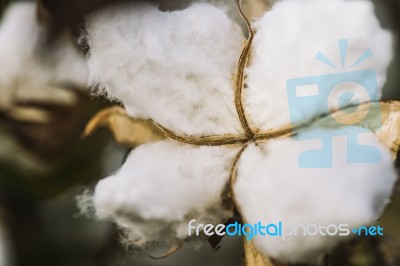 Cotton Field In The Countryside Stock Photo