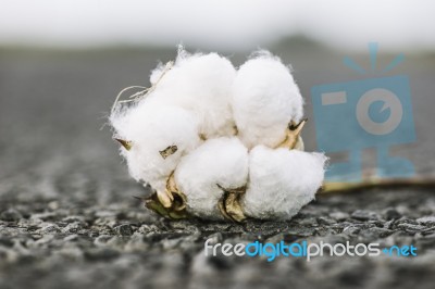 Cotton Field In The Countryside Stock Photo