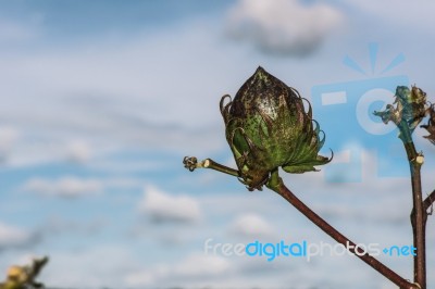 Cotton Field In The Countryside Stock Photo