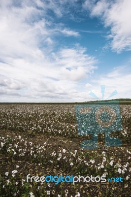 Cotton Field In The Countryside Stock Photo