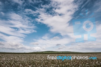 Cotton Field In The Countryside Stock Photo