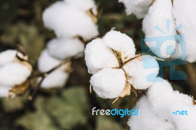 Cotton Field In The Countryside Stock Photo