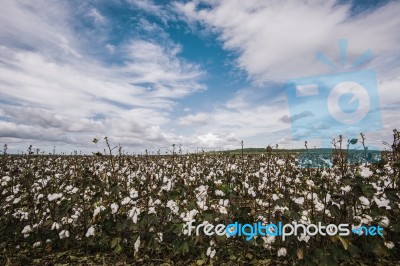 Cotton Field In The Countryside Stock Photo