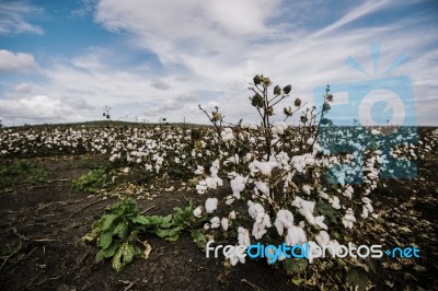 Cotton Field In The Countryside Stock Photo