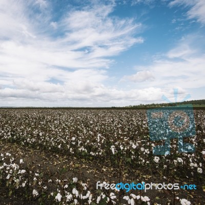 Cotton Field In The Countryside Stock Photo