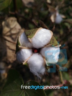 Cotton Flower Stock Photo