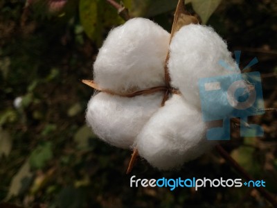 Cotton Flower Stock Photo