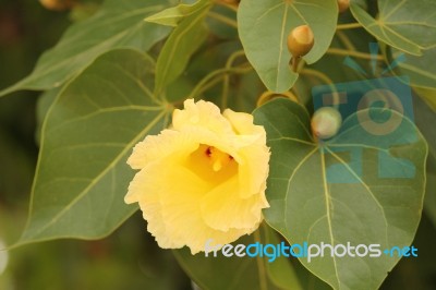 Cotton Flower Stock Photo