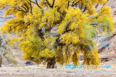 Cottonwood Tree Stock Photo