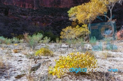 Cottonwood Tree Arch Stock Photo