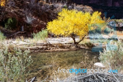 Cottonwood Tree On The Banks Of The Virgin River Stock Photo