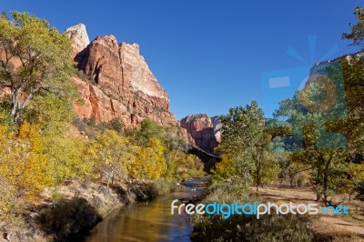 Cottonwood Trees Along The Virgin River Stock Photo