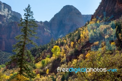 Cottonwood Trees Backlit By Autumn Sunshine Stock Photo