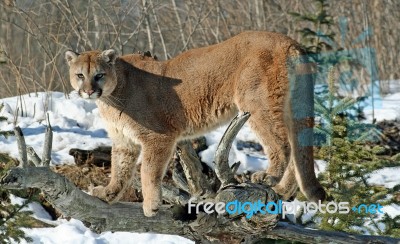 Cougar Stock Photo