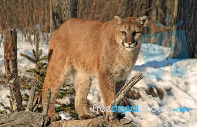 Cougar Stock Photo