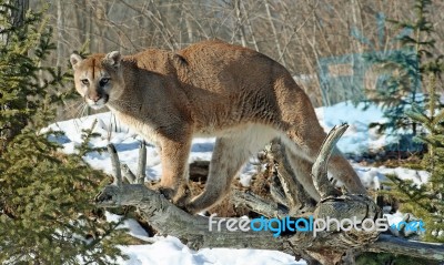 Cougar Stock Photo