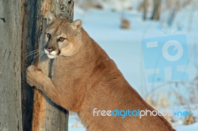 Cougar Stock Photo