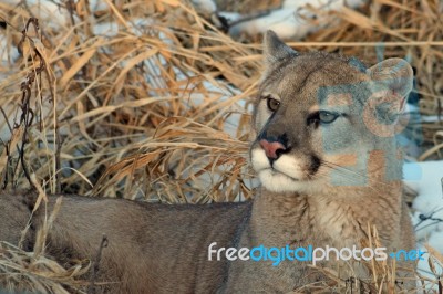 Cougar Stock Photo