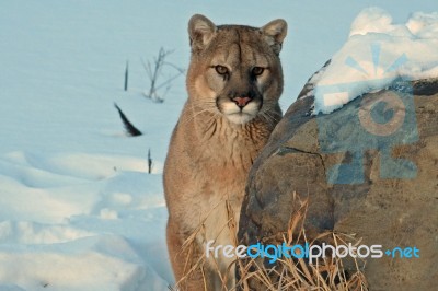 Cougar Stock Photo