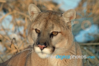 Cougar Stock Photo