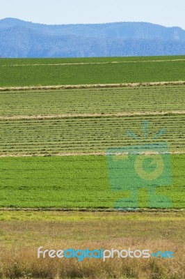 Country Agricultural And Farming Field Stock Photo