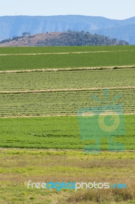 Country Agricultural And Farming Field Stock Photo