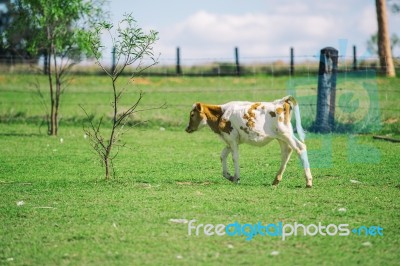 Country Calf In Queensland Stock Photo