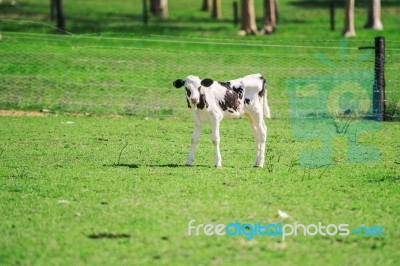 Country Calf In Queensland Stock Photo