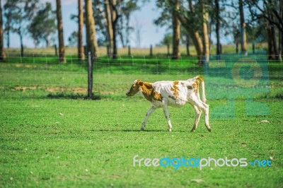 Country Calf In Queensland Stock Photo