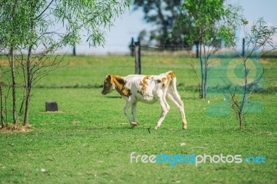 Country Calf In Queensland Stock Photo