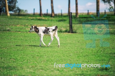 Country Calf In Queensland Stock Photo