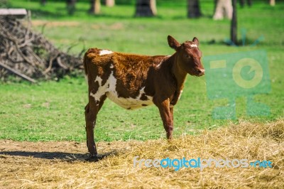 Country Calf In Queensland Stock Photo