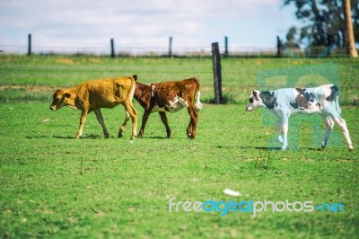 Country Calves In Queensland Stock Photo