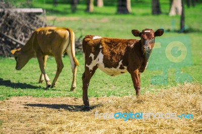 Country Calves In Queensland Stock Photo