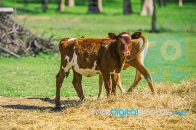 Country Calves In Queensland Stock Photo