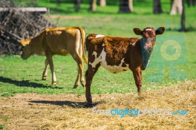 Country Calves In Queensland Stock Photo